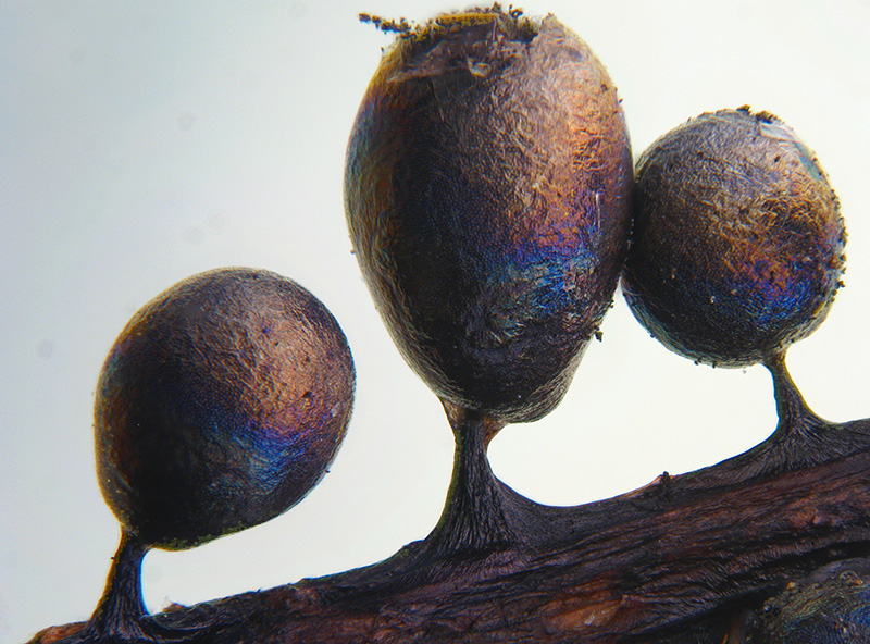 Lamproderma ovoideumechinulatum ?